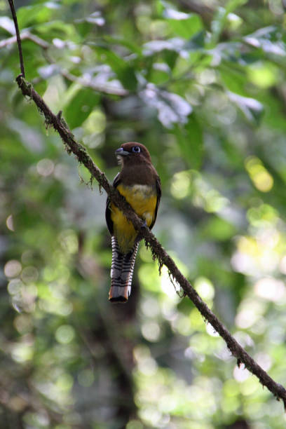 istock yellow brown bird on a branch in Ecuador 1200972982