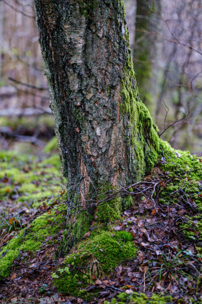 istock moss covered pine and spruce treeforest in winter with some earlie snow 1200973194