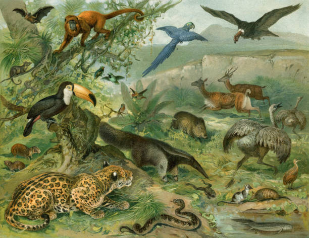 Tropical forest with animals illustrationOriginal edition from my own archivesSource : 