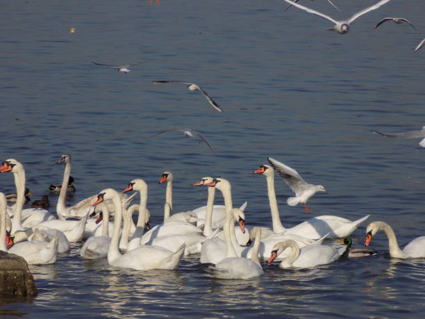 istock Flock of swans and gulls swim and fly 1200973796