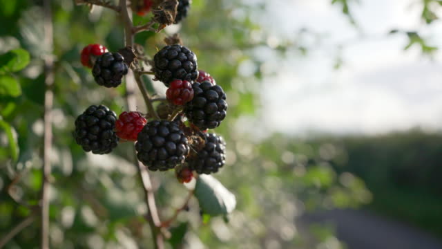 Blackberries ripe for foraging