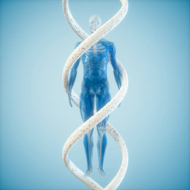 Human Anatomy with DNA Molecule Human Anatomy with DNA Molecule chromosome photos stock pictures, royalty-free photos & images