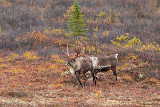 istock Barren Ground Caribou Bulls in Fall 1200975539