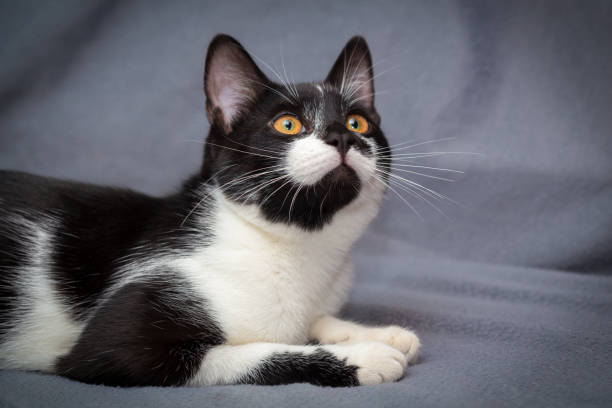 istock Little black and white kitten on gray background looks up 1200975758