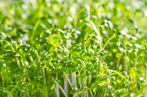 istock Garden cress sprouts growing in sunlight, macro photo 1200976396