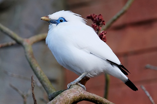 Close up of a Bali Myna perched on a tree branch, Chester Zoo.