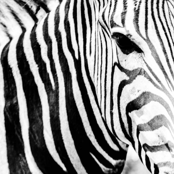 istock The black eye of the zebra 1200977330