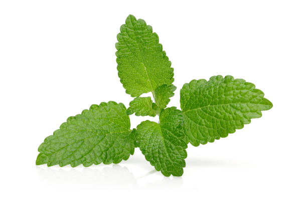 istock Bunch of lemon balm or melissa plant isolated 1200977697