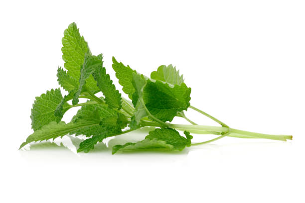 istock Bunch of lemon balm or melissa plant isolated 1200977880