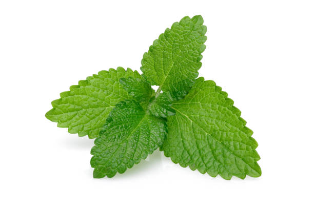 istock Bunch of lemon balm or melissa plant isolated 1200977894