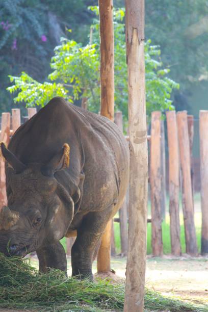 istock A rhino grazing in a zoo 1200978587