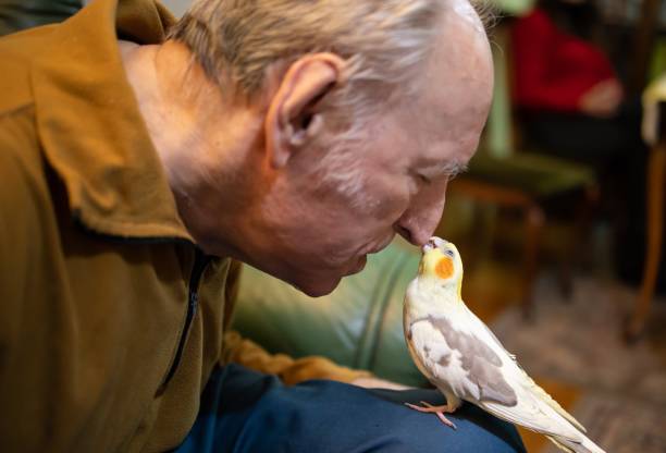 istock Cockatiel playing cuddling and posing 1200979308