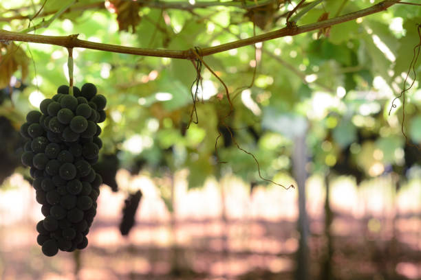 istock Grapes and grapevine at a vineyard in Brazil 1200979327