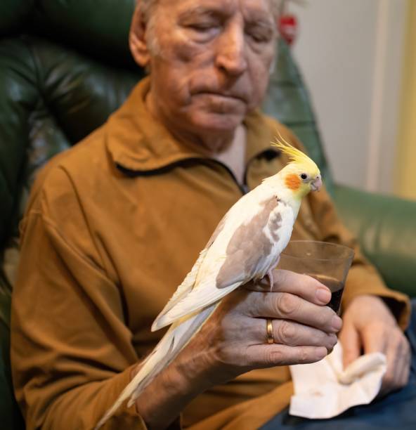 istock Cockatiel playing cuddling and posing 1200979453