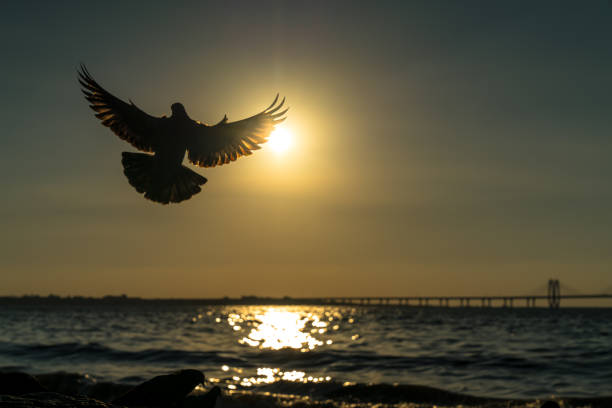 A pigeon with its wings open against the sun making it a beautful postcard like moment.