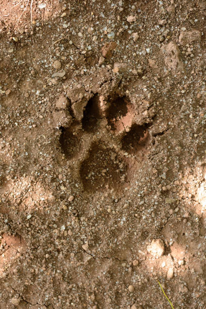 istock Animal footprint in dirt 1200980761