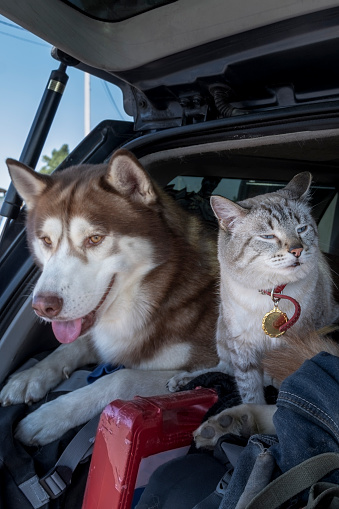 Cat and husky dog travel together in the trunk car