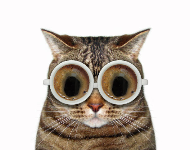 istock Cat in coffee glasses 1200980987