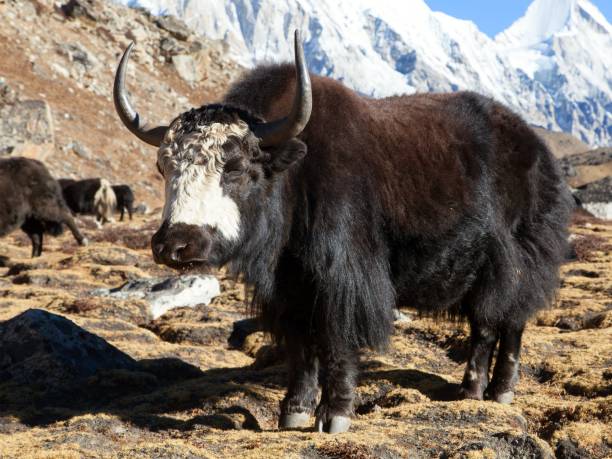 istock Black and white Yak on the way to Everest base camp 1200981035