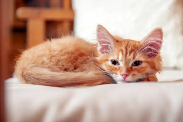 Red striped kitten falls asleep on soft pillow in bedroom. Small kitten looks at the camera with half-closed eyes.