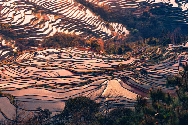 istock Hani Terraced rice fields of YuanYang, China during the golden hour. 1200982180