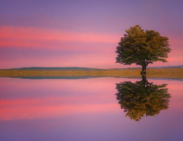 istock lonely tree on meadow with lake water reflections at sunset 1200982289