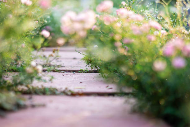 Pink roses garden with blur background