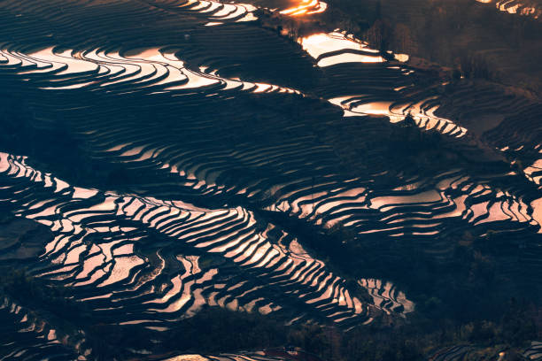 istock Hani Terraced rice fields of YuanYang, China during the golden hour. 1200982404