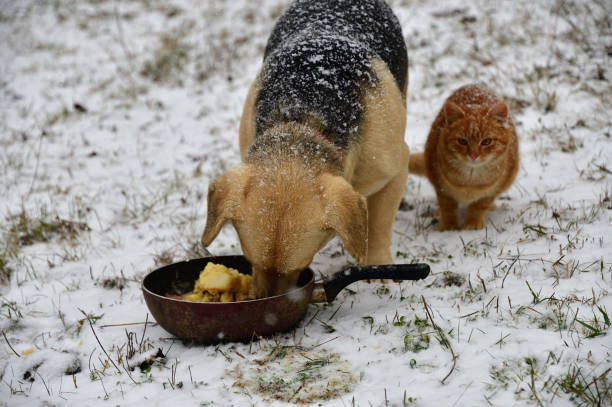 pies domowy z kotem jedzącym razem na śniegu w zimie - dog domestic cat puppy group of animals zdjęcia i obrazy z banku zdjęć