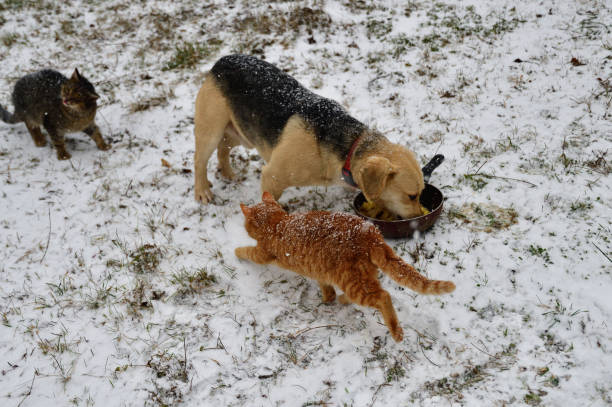 pies domowy z kotem jedzącym razem na śniegu w zimie - dog domestic cat puppy group of animals zdjęcia i obrazy z banku zdjęć