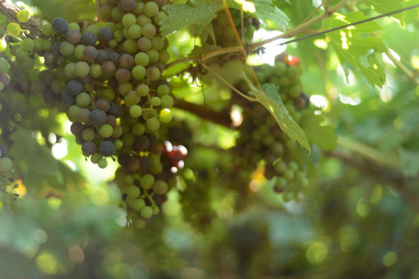 istock Grapes and grapevine at a vineyard in Brazil 1200982587