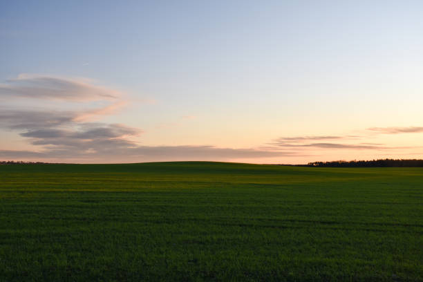 istock Green farmers field by sunset 1200982616