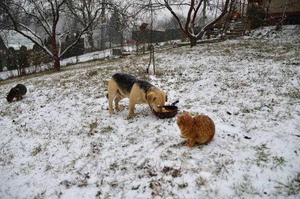 pies domowy z kotem jedzącym razem na śniegu w zimie - dog domestic cat puppy group of animals zdjęcia i obrazy z banku zdjęć