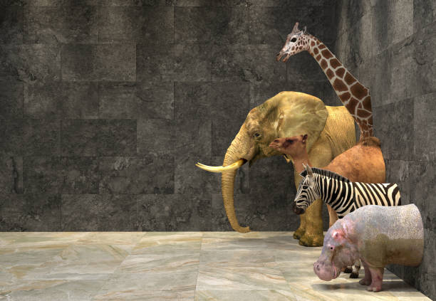 Stuffed wild African animals - elephant, giraffe, zebra, camel, hippopotamus, divided in half by a black wall. Creative interior design with African-style installation. 3D rendering with copy space