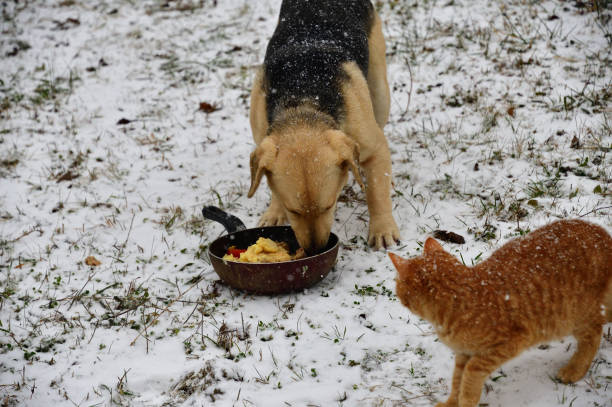 pies domowy z kotem jedzącym razem na śniegu w zimie - dog domestic cat puppy group of animals zdjęcia i obrazy z banku zdjęć