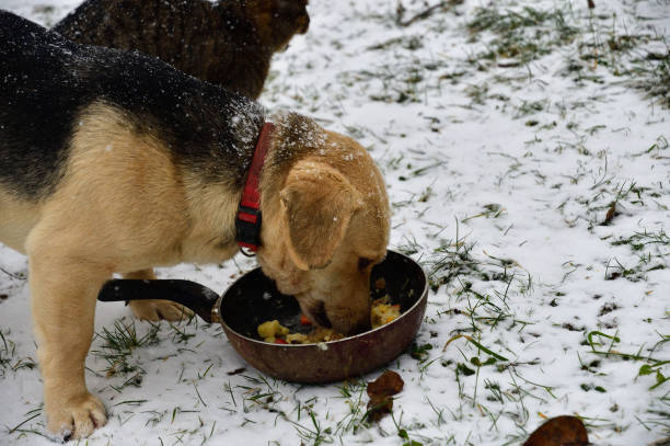 pies domowy z kotem jedzącym razem na śniegu w zimie - dog domestic cat puppy group of animals zdjęcia i obrazy z banku zdjęć