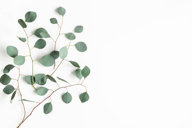 istock Eucalyptus leaves on white background. Frame made of eucalyptus branches. Flat lay, top view, copy space 1200983768