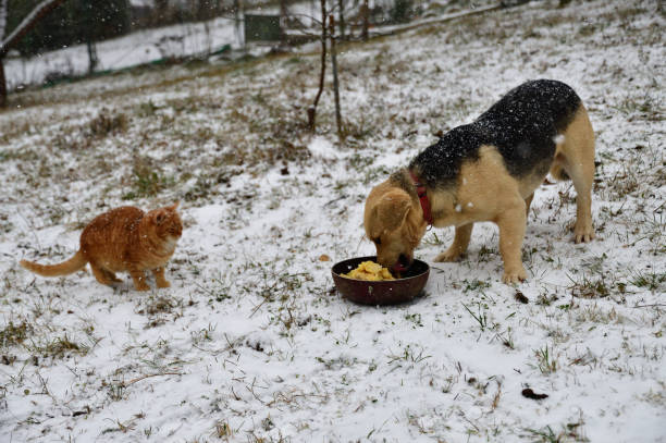 pies domowy z kotem jedzącym razem na śniegu w zimie - dog domestic cat puppy group of animals zdjęcia i obrazy z banku zdjęć