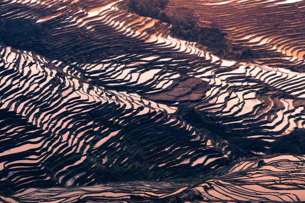 istock Hani Terraced rice fields of YuanYang, China during the golden hour 1200983852