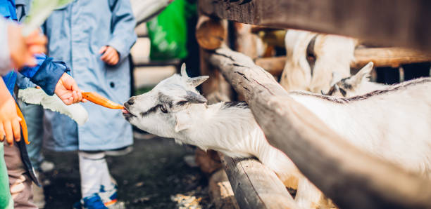 Little Chinese and a goat