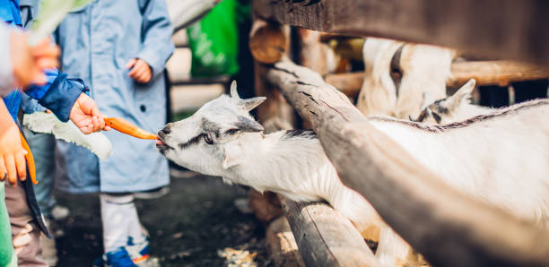 little chinese and a goat - animals feeding animal child kid goat imagens e fotografias de stock