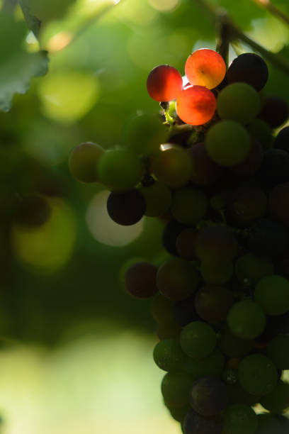 istock Grapes and grapevine at a vineyard in Brazil 1200984415