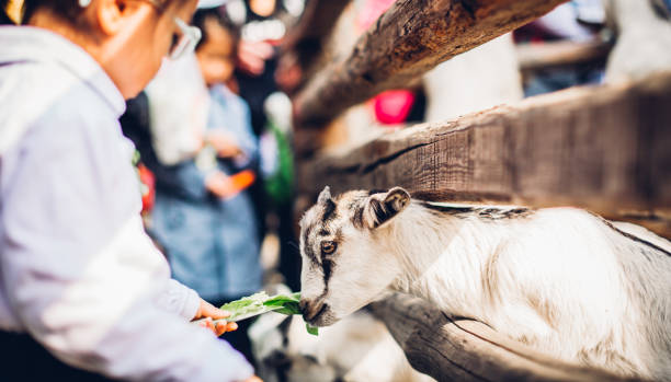 istock Little Chinese and a goat 1200984473