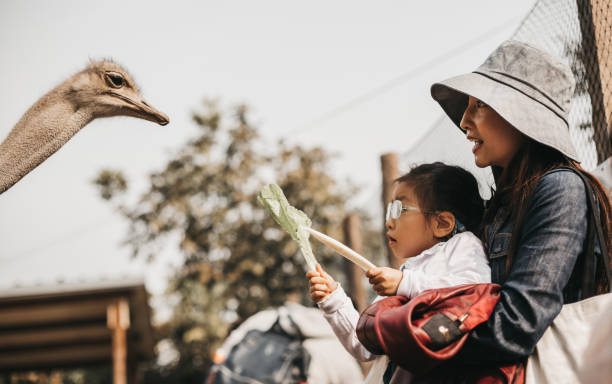 istock Mom and daughter feed ostrich 1200985426