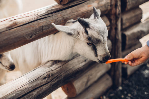 A goat being touched