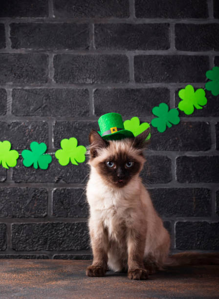 Funny cat in green leprechaun hat stock photo