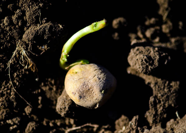 istock organic potatoes on a field 1200985818