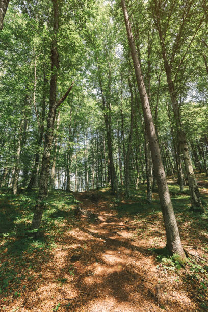 istock Hiking footpath in forest on sunny summer day 1200986154