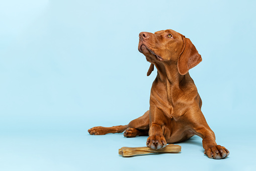 Lindo cachorro de vizsla hambriento con piel cruda masticar hueso estudio retrato sobre fondo azul. Hermoso perro sosteniendo un hueso de juguete masticable con su pata mientras mira hacia arriba. photo