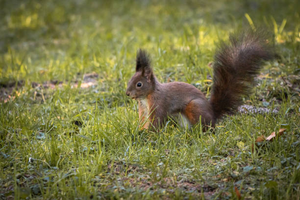 istock cute and funny squirrel adventures in the forest 1200987354